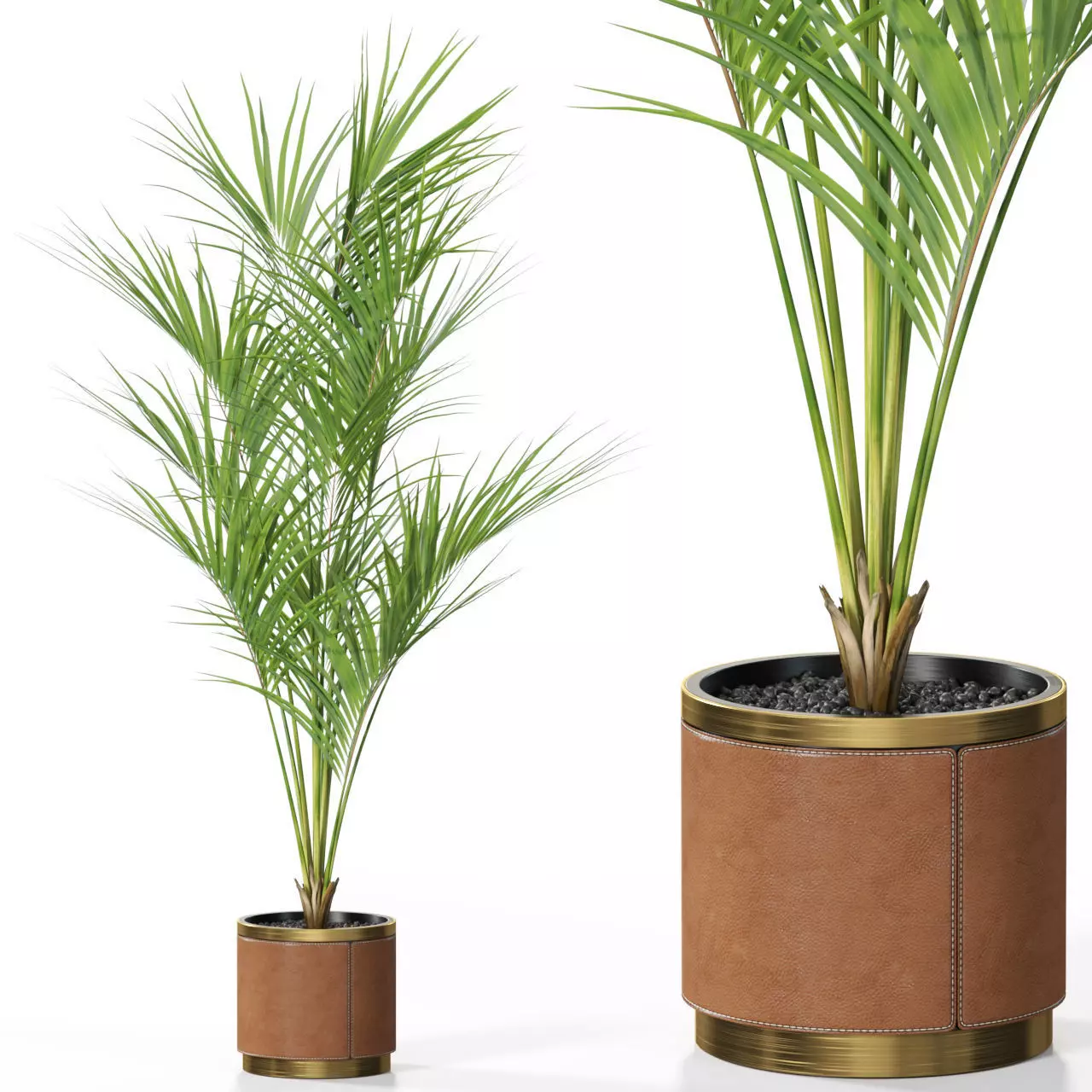 Plants collection 617 3D model_0
