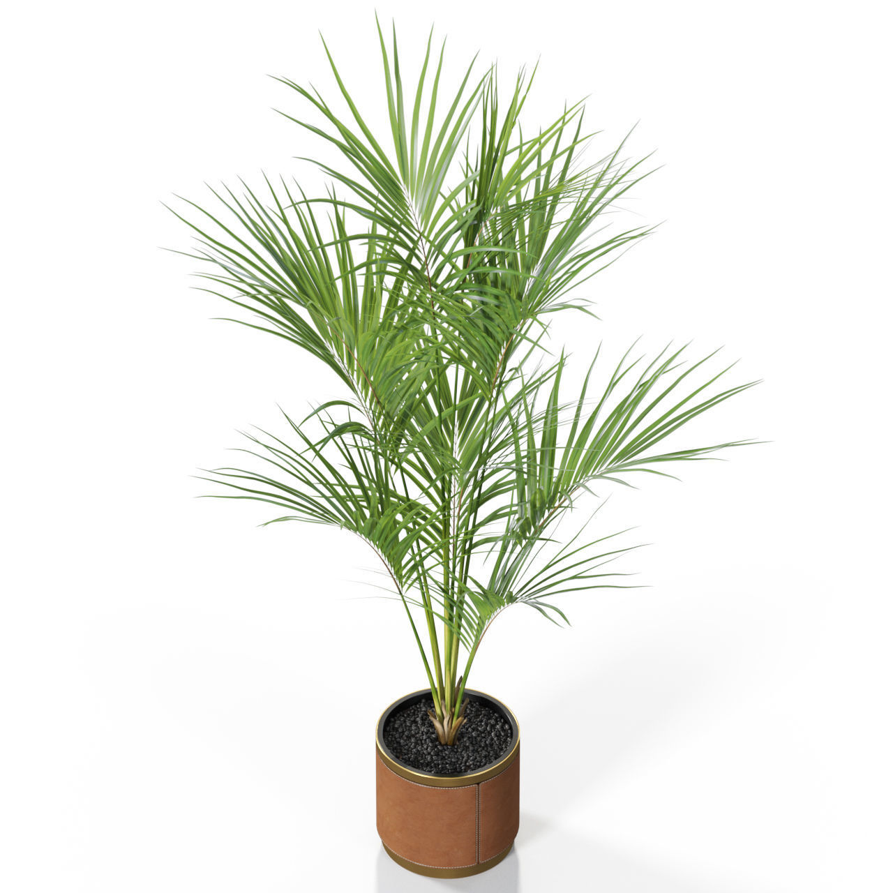 Plants collection 617 3D model_2