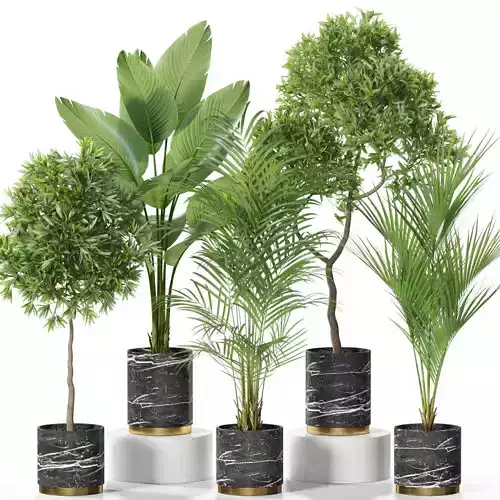 Plants collection 618 3D model