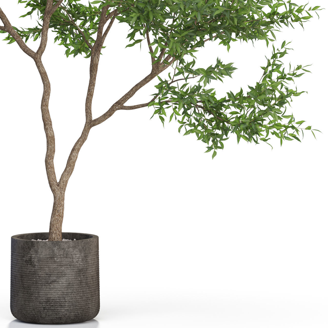 Plants collection 621 3D model_1