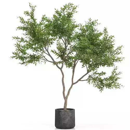 Plants collection 621 3D model