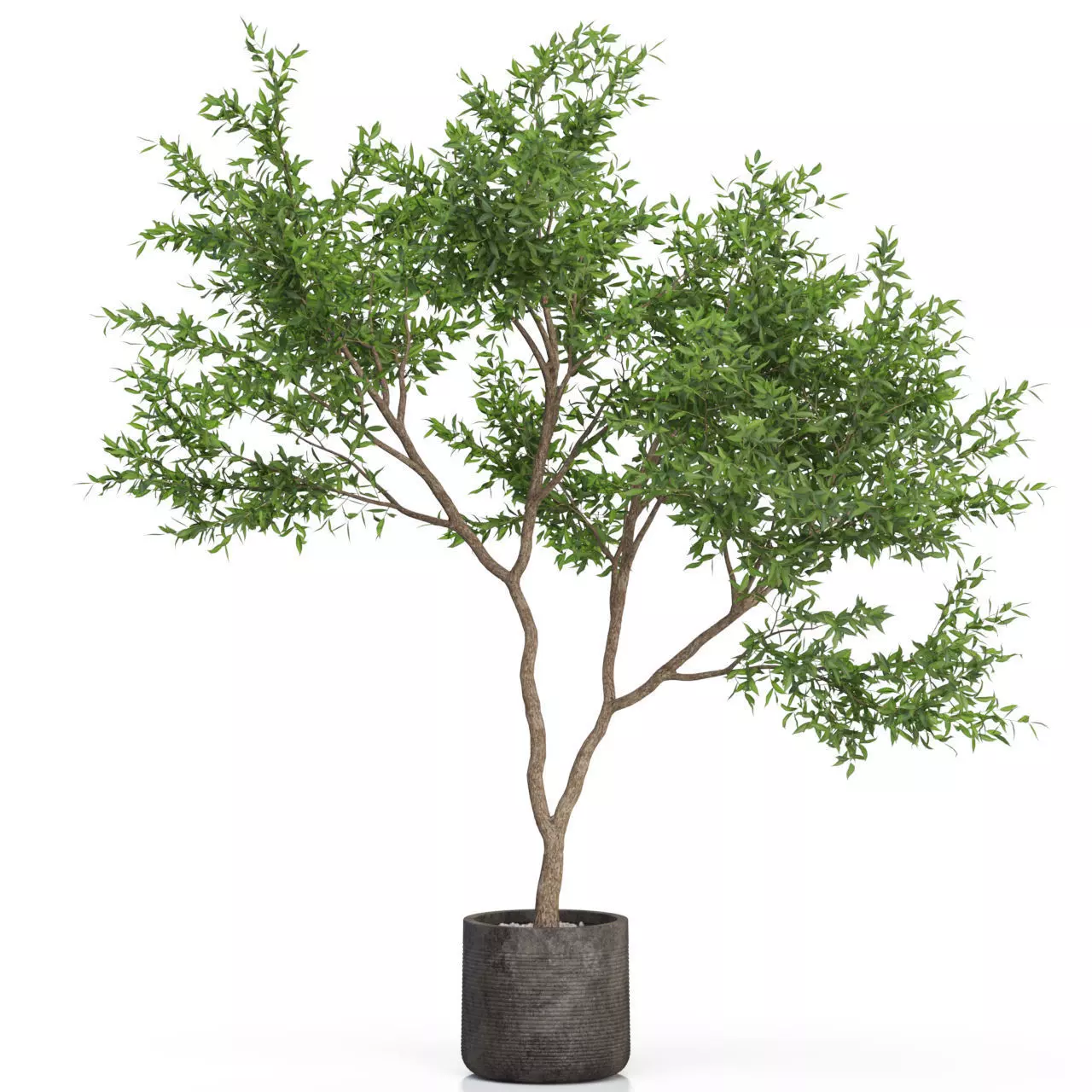 Plants collection 621 3D model_0
