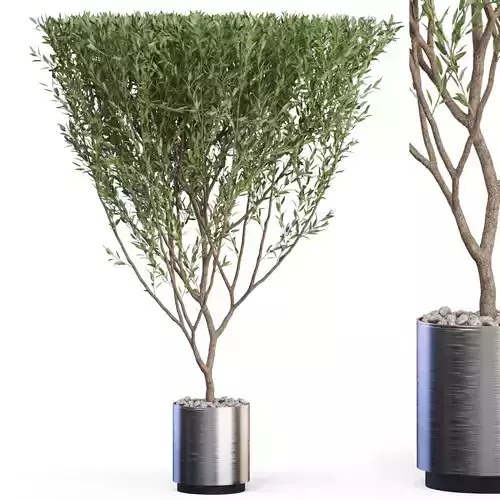 Plants collection 623