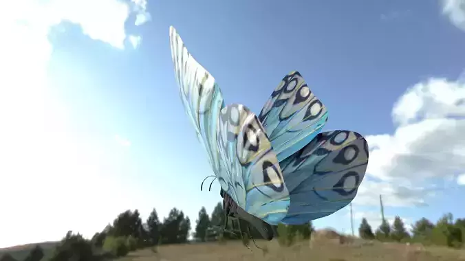 BUTTERFLY