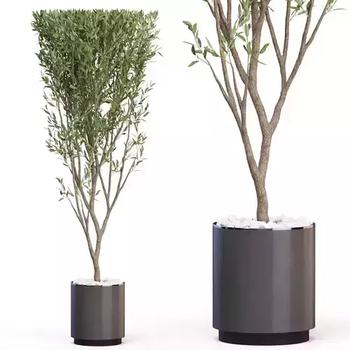 Plants collection 624