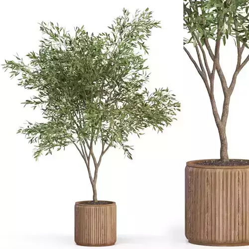 Plants collection 625