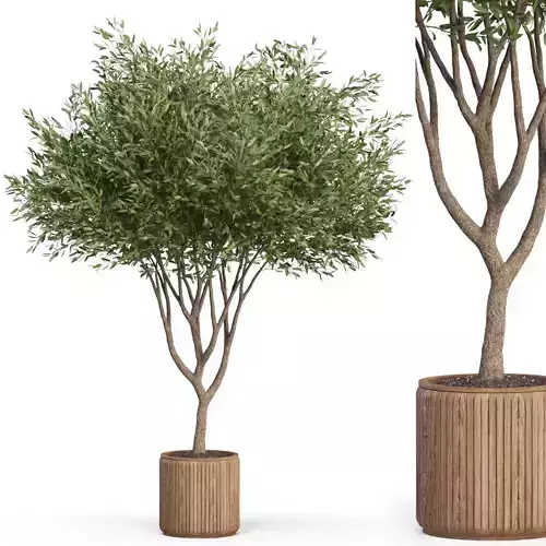 Plants collection 626