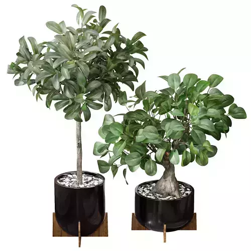 Ficus Sam Ficus Jim House Plant 3D model
