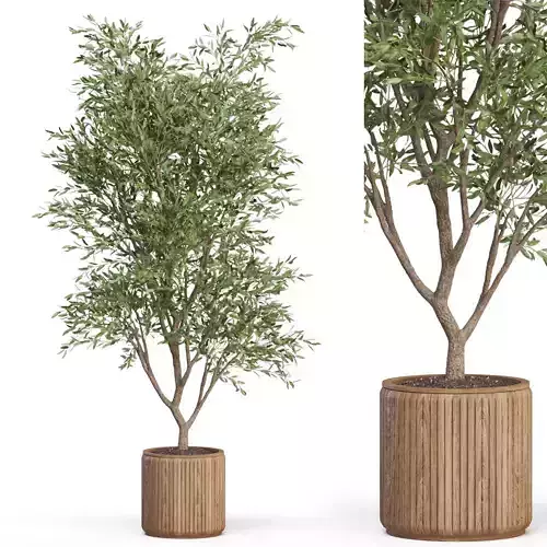Plants collection 627 3D model