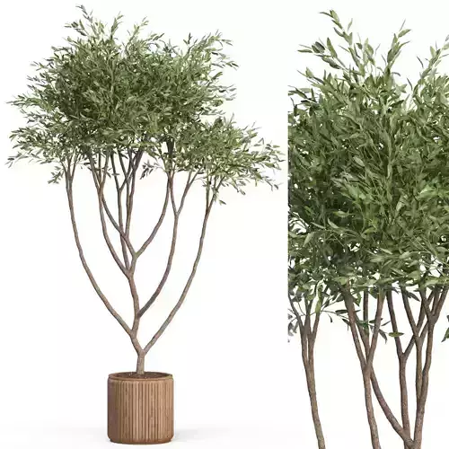 Plants collection 628 3D model