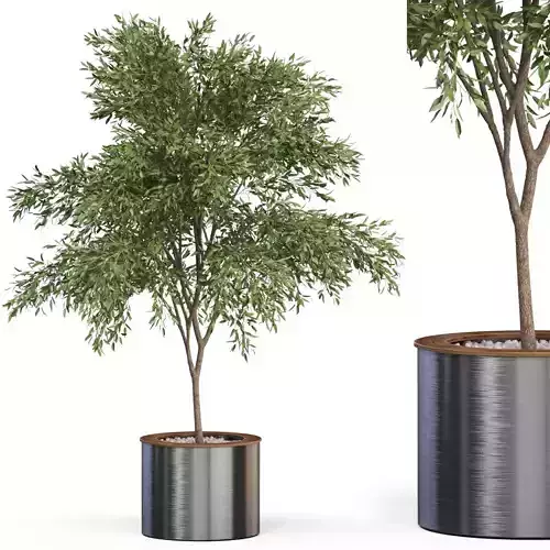 Plants collection 629 3D model