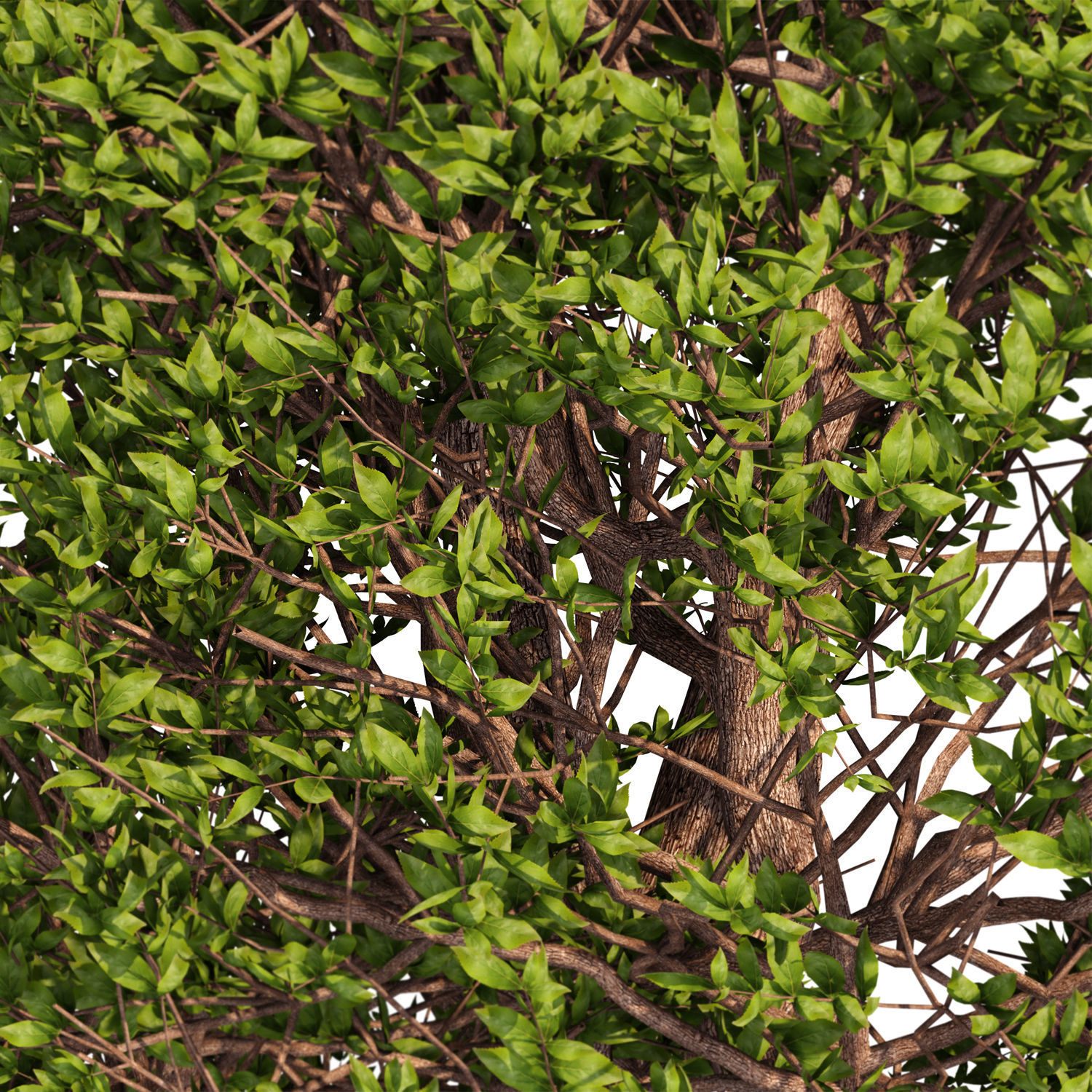 Tree for exterior design 3D model_2