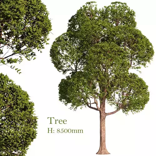 Tree for exterior design
