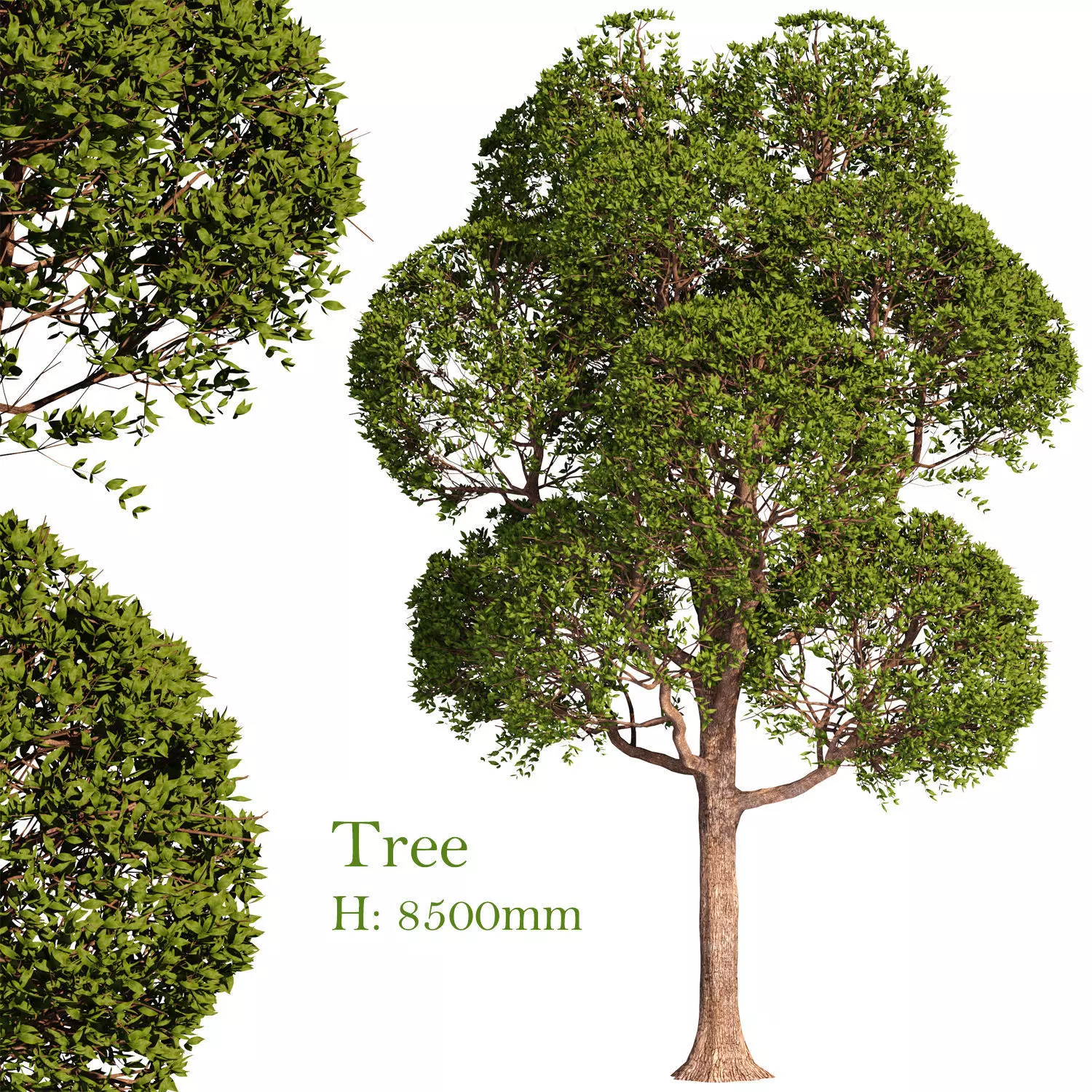 Tree for exterior design 3D model_0