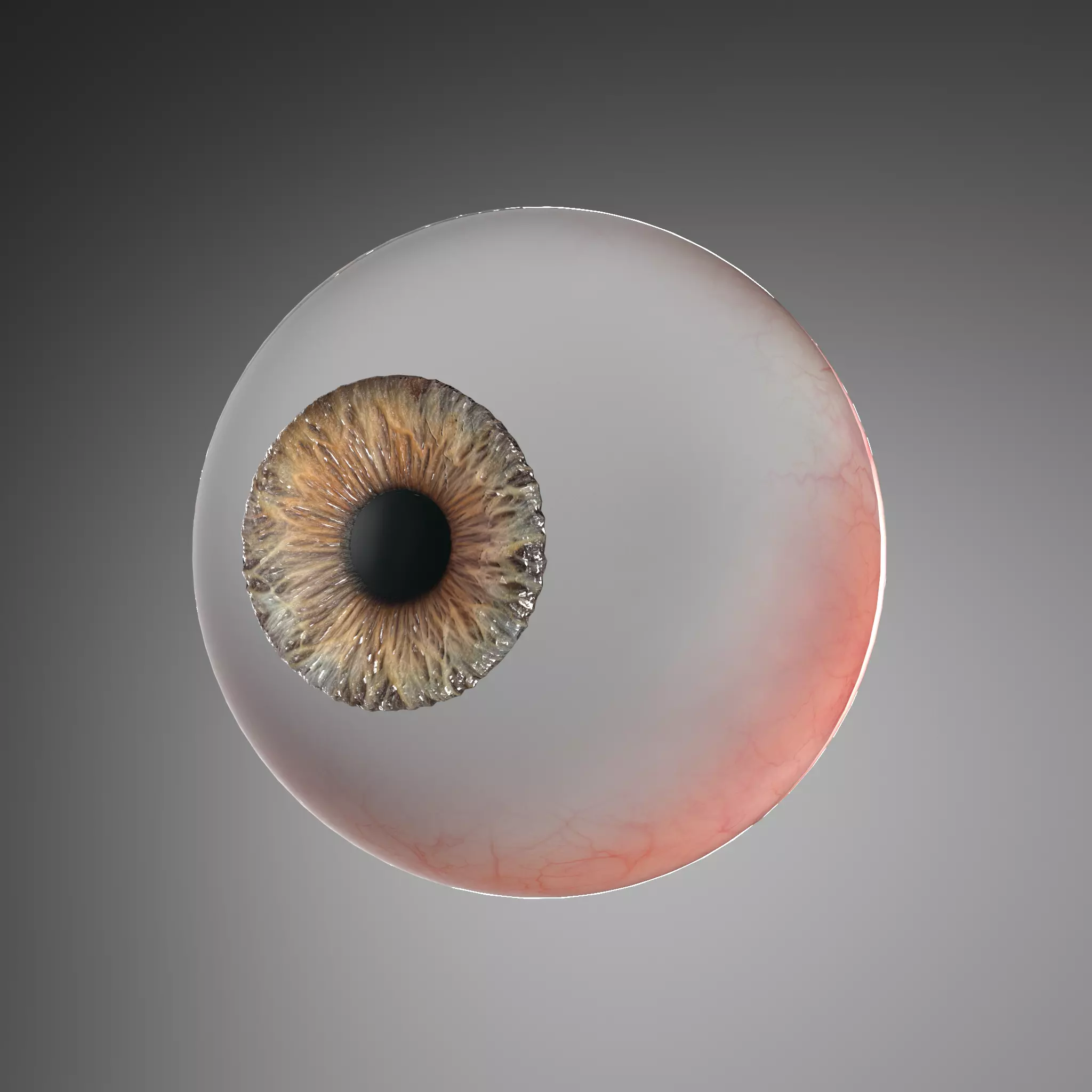 Eye real 3D model_0