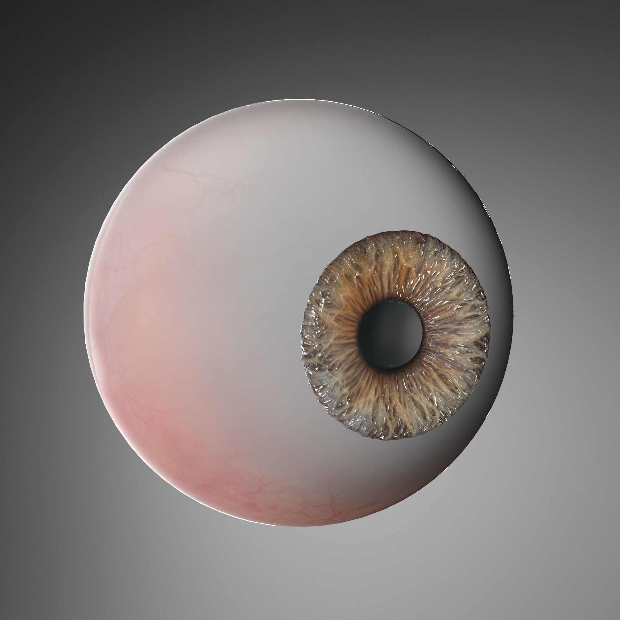Eye real 3D model_1