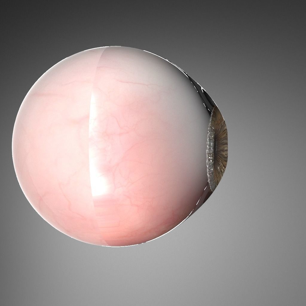 Eye real 3D model_2