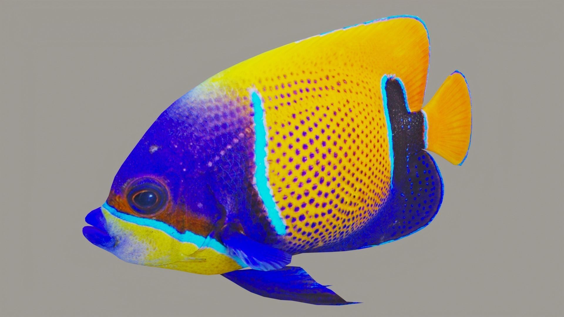 bluegirdled angel fish Low-poly 3D model_3