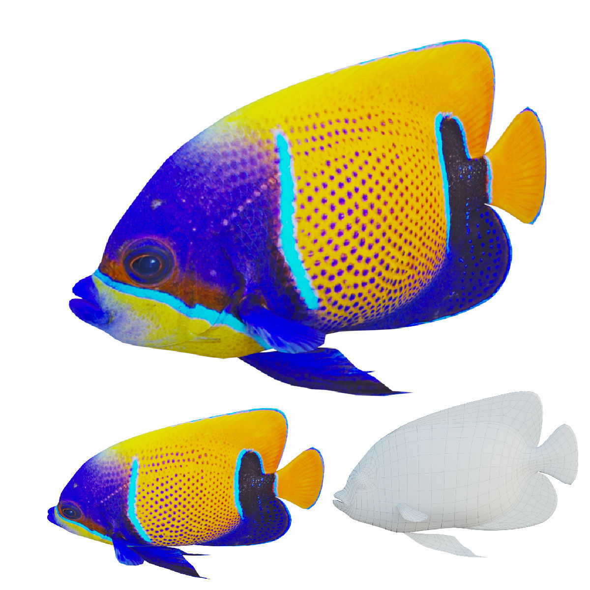bluegirdled angel fish Low-poly 3D model_1