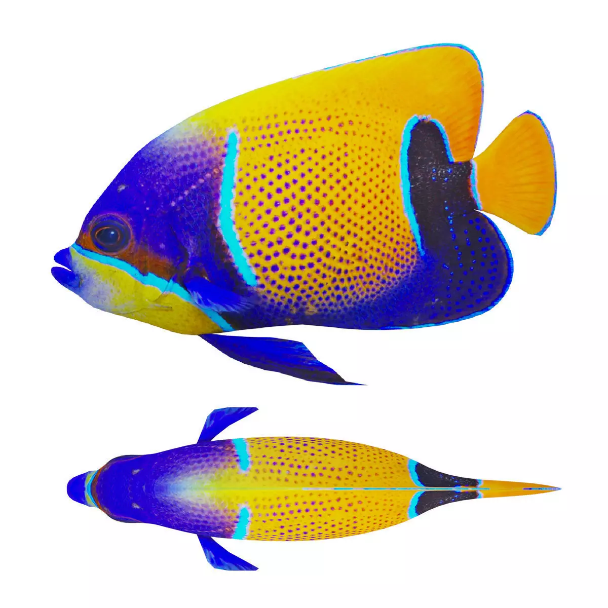 bluegirdled angel fish Low-poly 3D model_0
