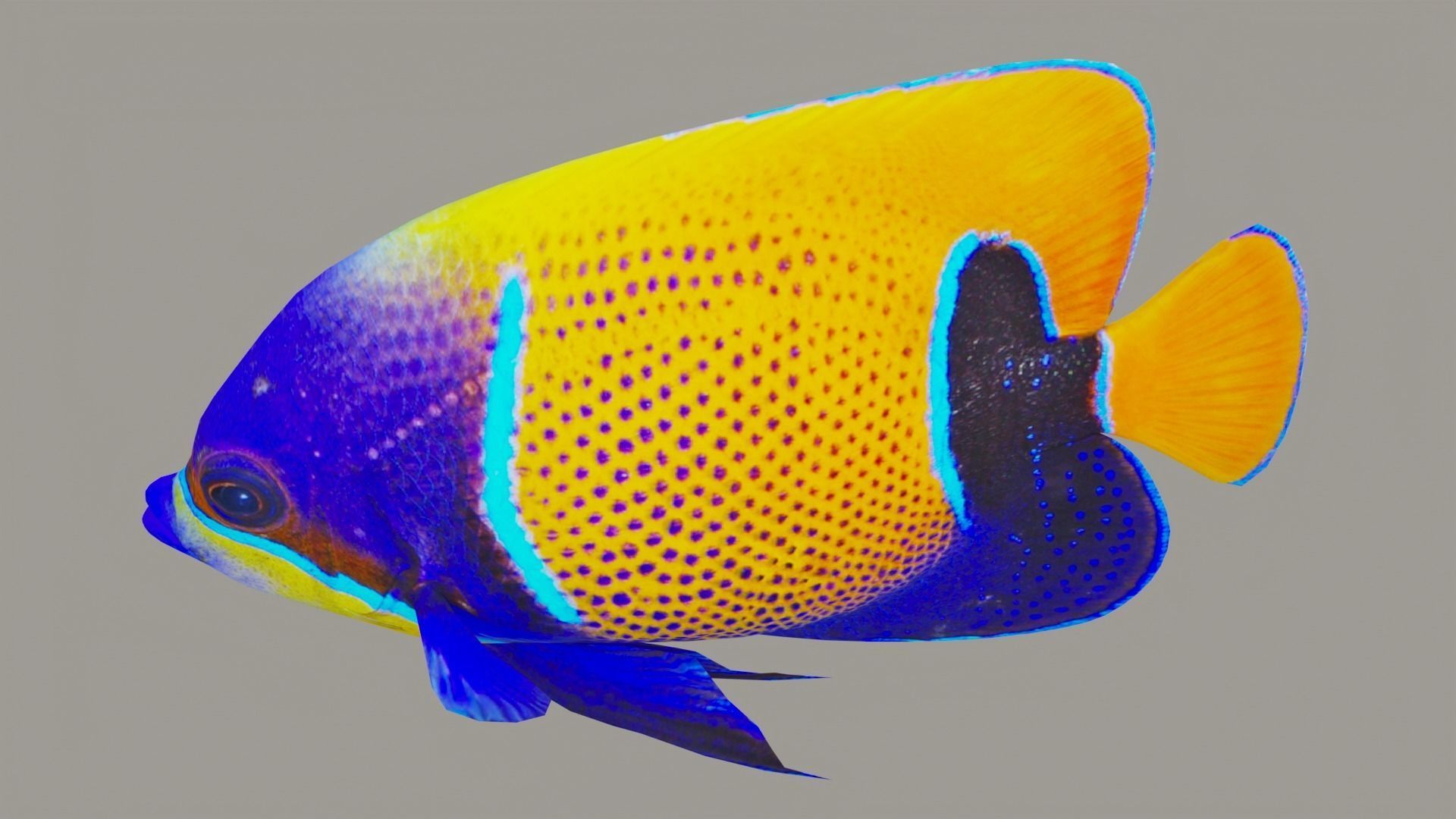 bluegirdled angel fish Low-poly 3D model_4