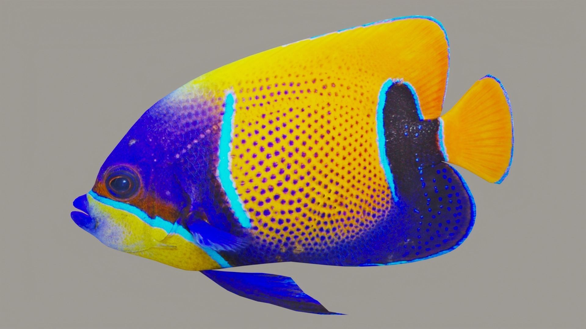 bluegirdled angel fish Low-poly 3D model_2