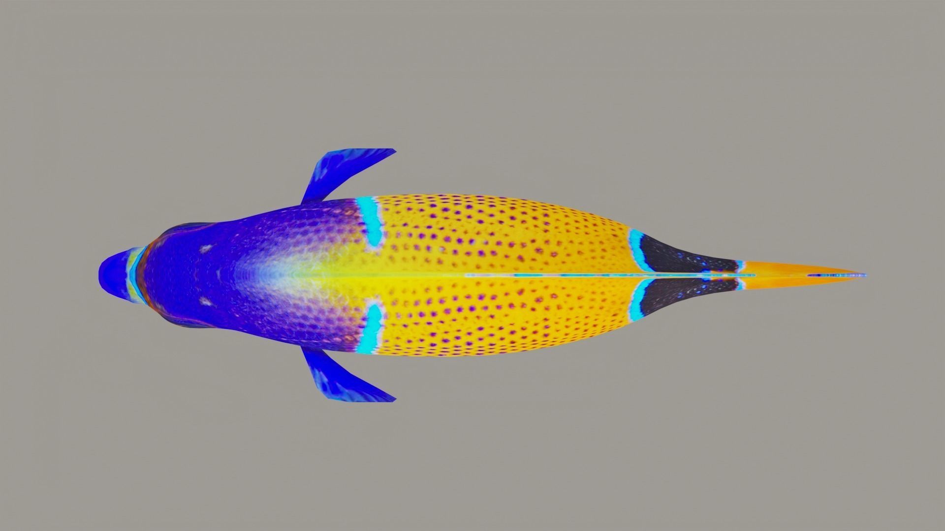 bluegirdled angel fish Low-poly 3D model_5