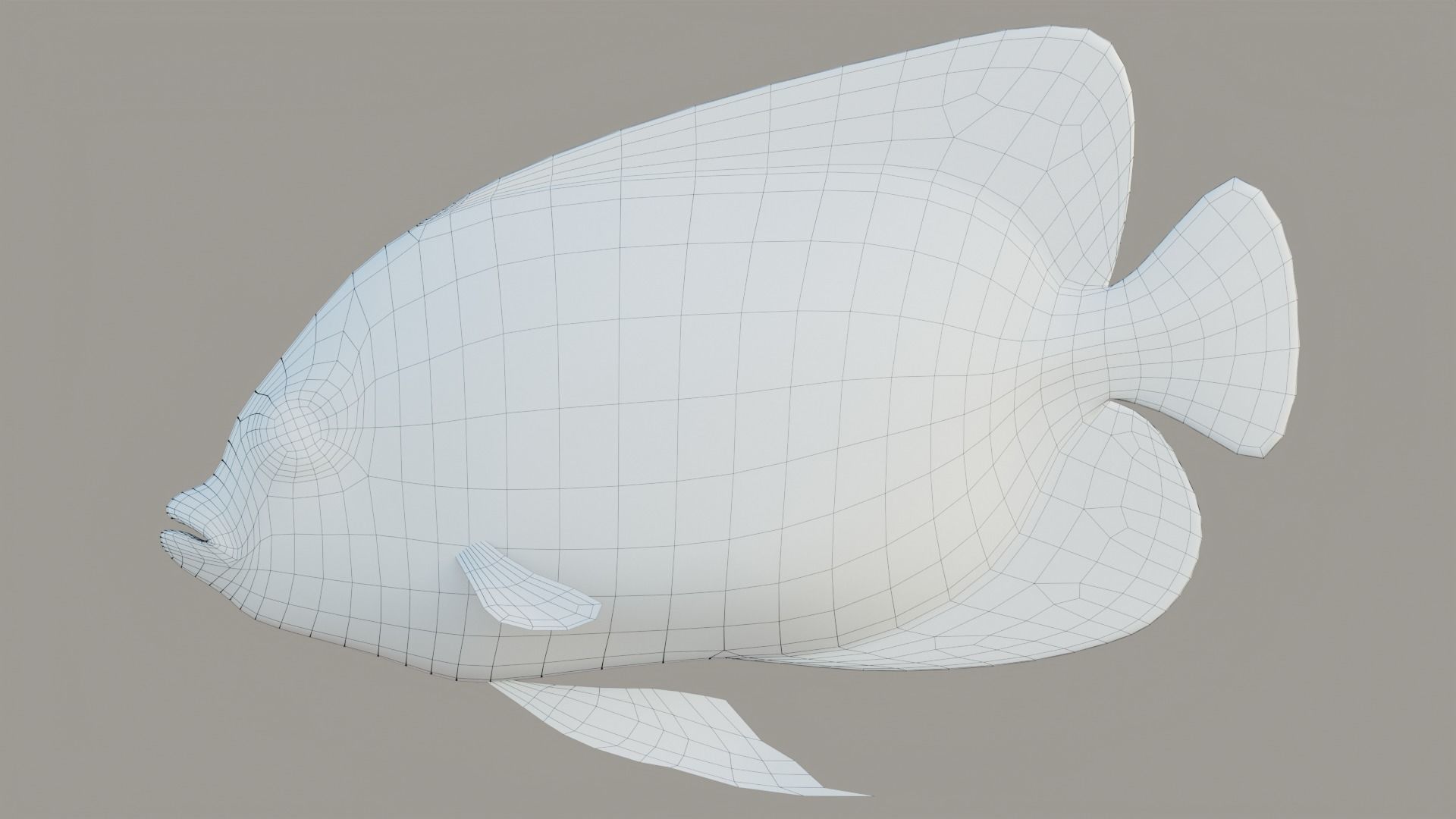 bluegirdled angel fish Low-poly 3D model_6