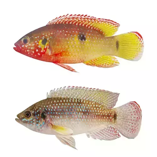 Hemichromis bimaculatus fish Low-poly 3D model