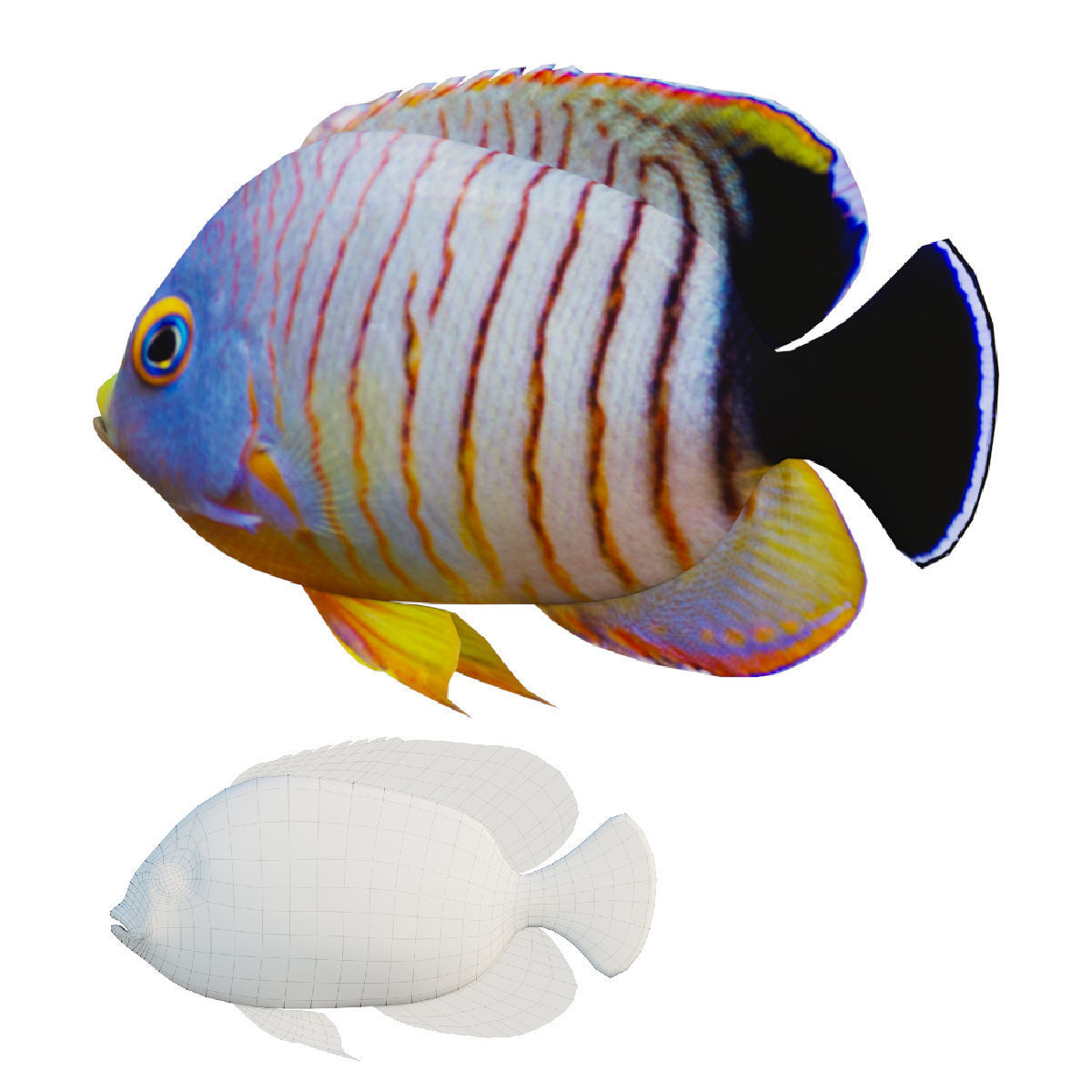 Marine fish Low-poly 3D model_1