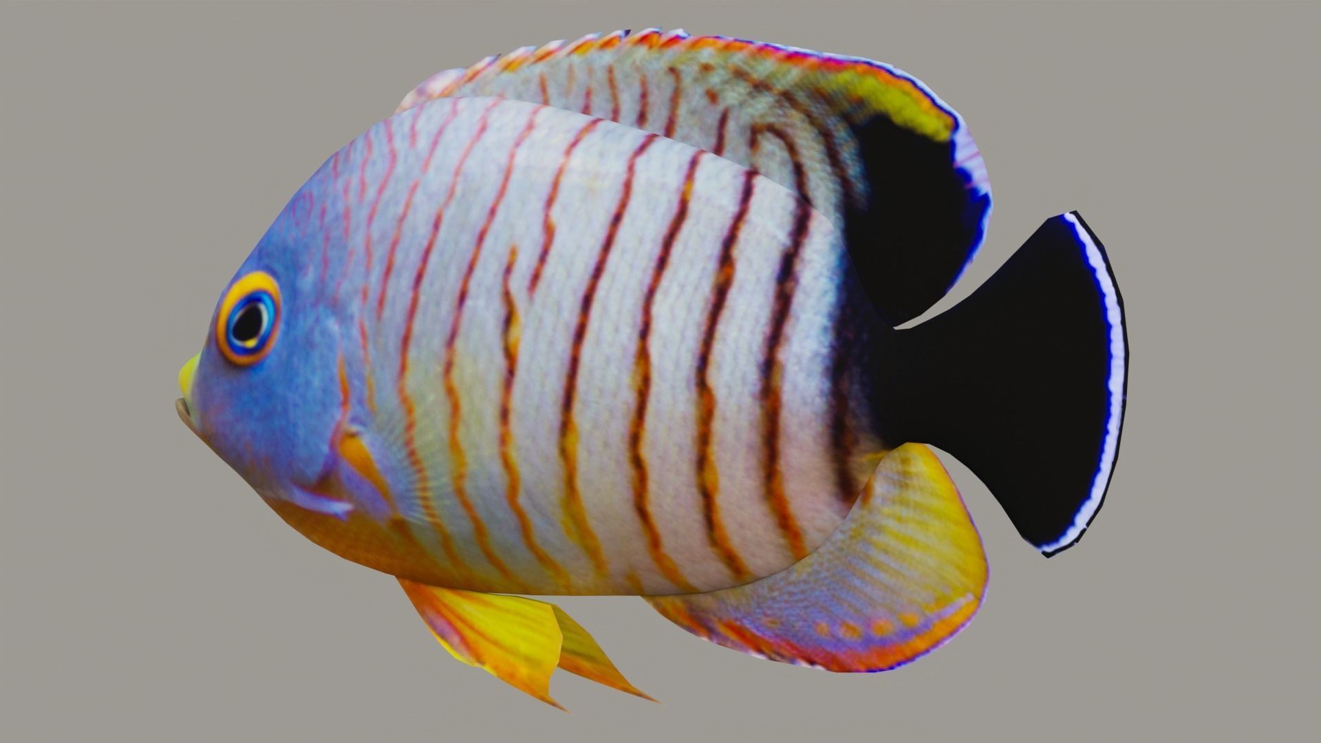 Marine fish Low-poly 3D model_3