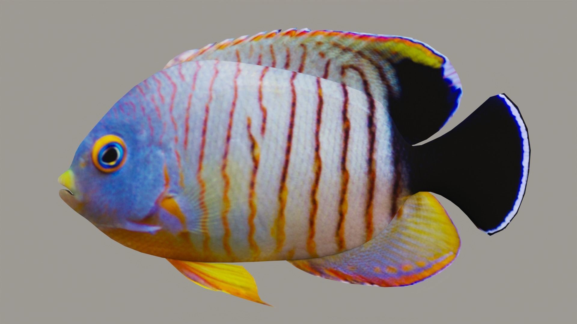 Marine fish Low-poly 3D model_2