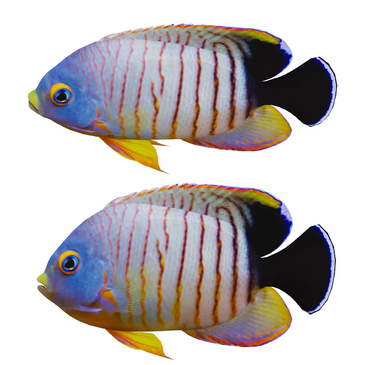 Marine fish Low-poly 3D model_0