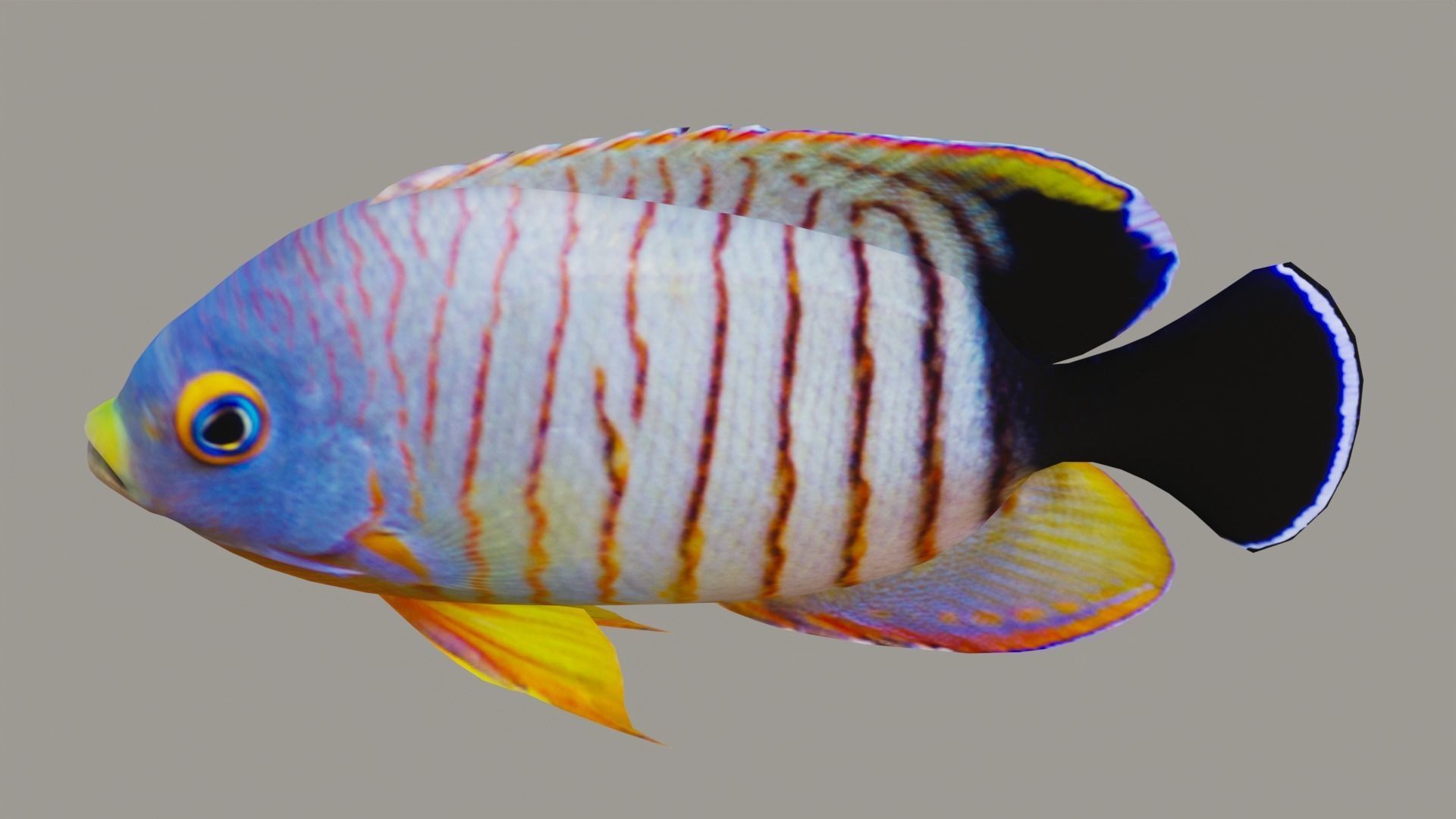 Marine fish Low-poly 3D model_4