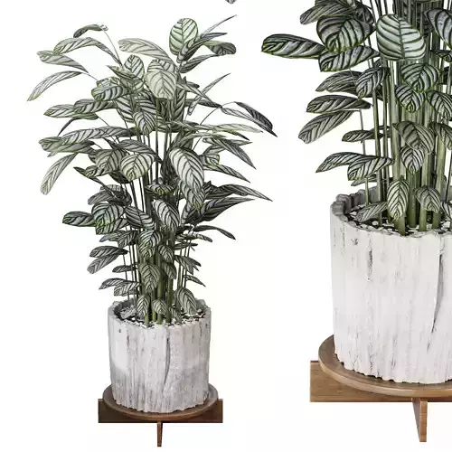 Calathea Oppenheimiana - Pflanzen Karl House Plant 3D model
