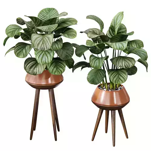 Calathea Orbifolia House Plant 3D model