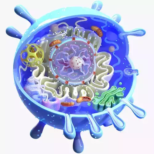 Animal Cell 3D model