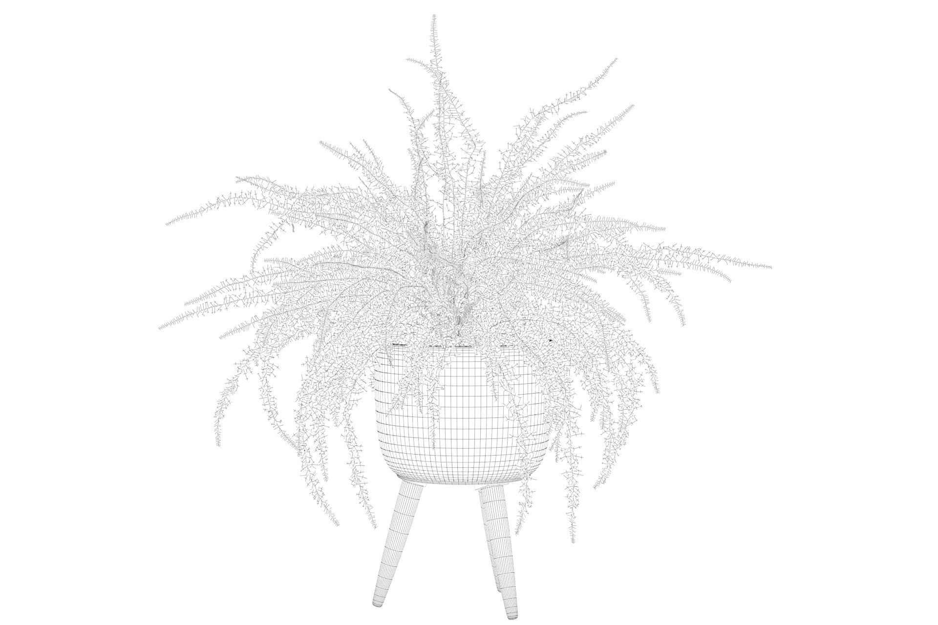 Fern in biedge pot 3D model_6
