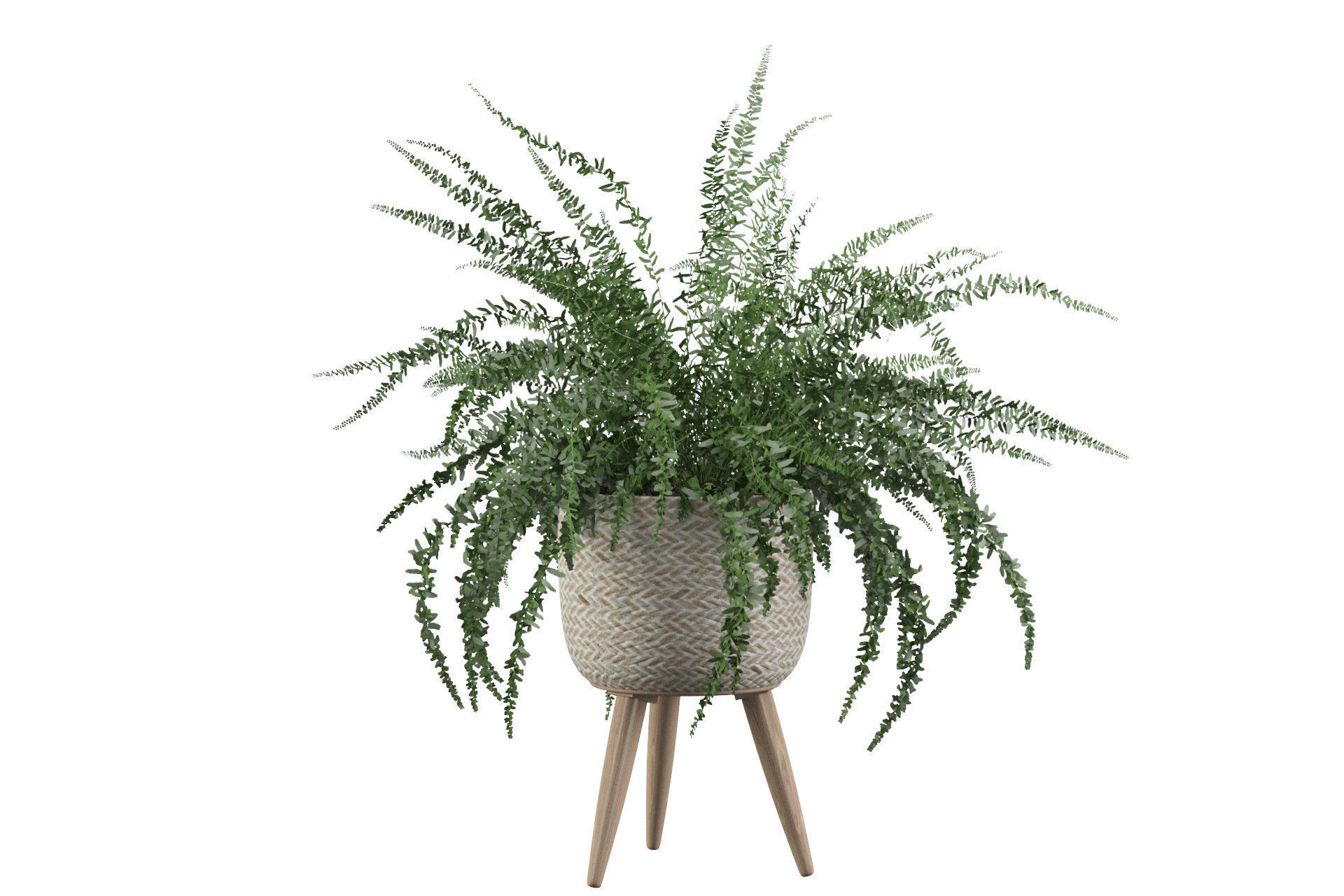 Fern in biedge pot 3D model_25