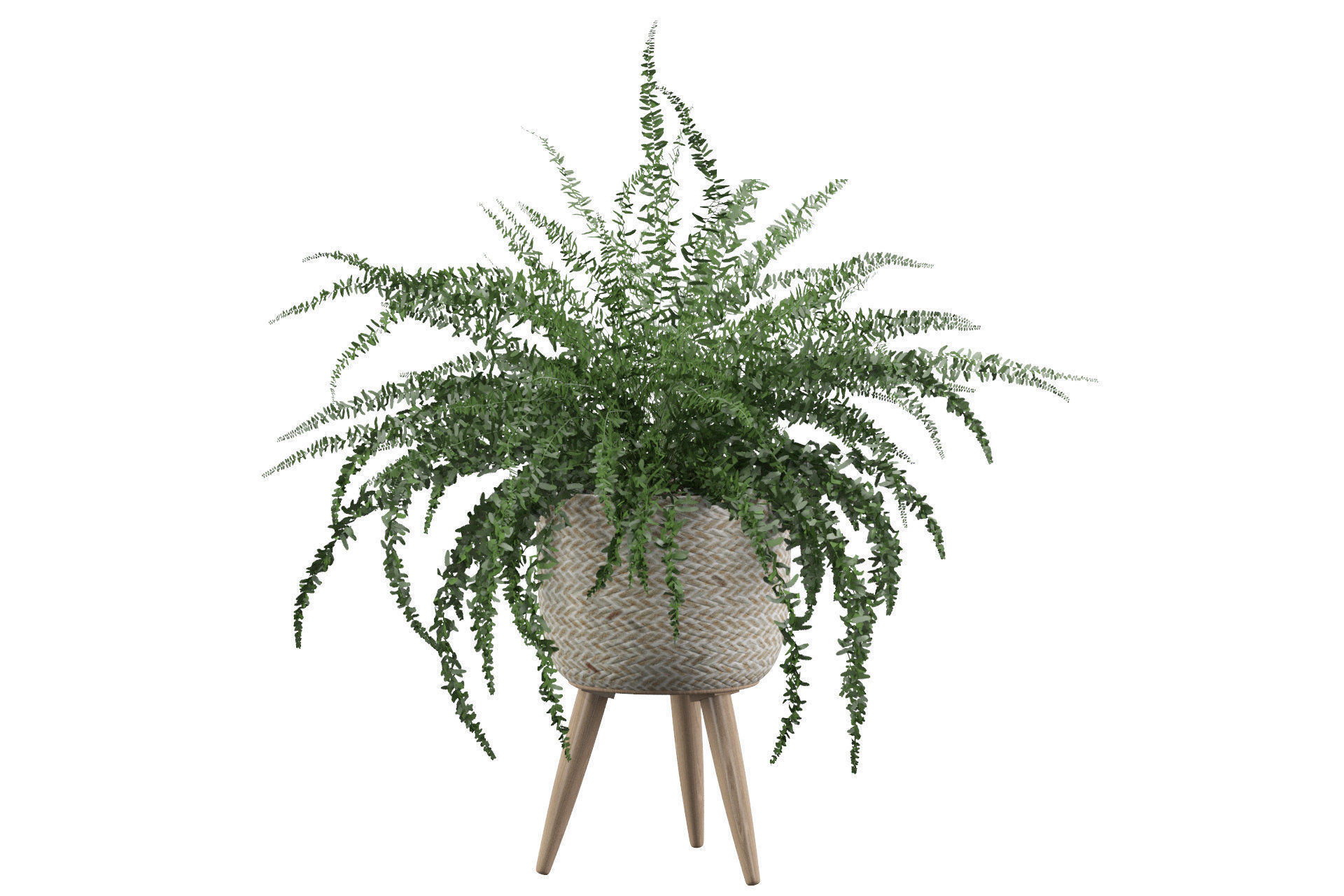 Fern in biedge pot 3D model_27
