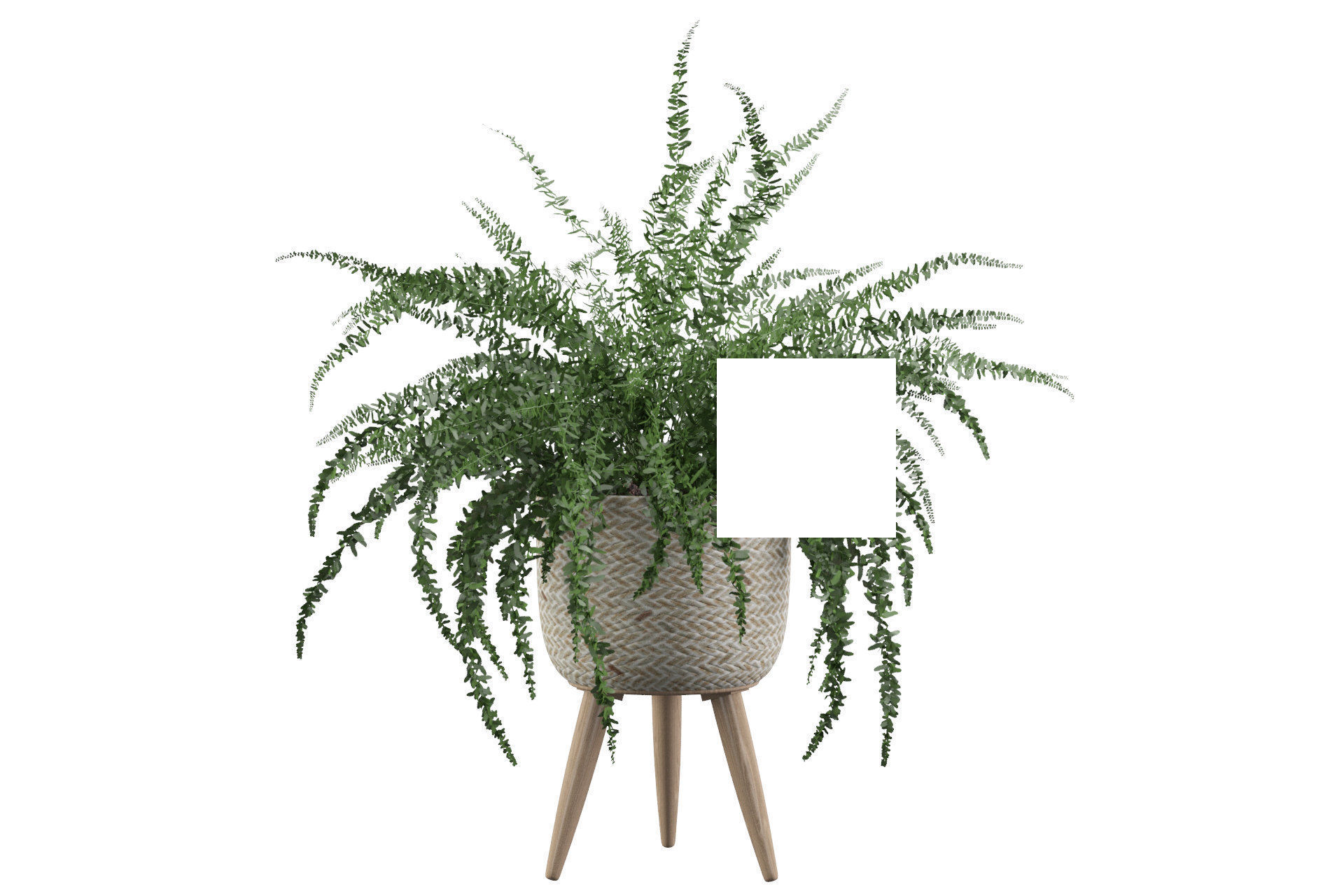 Fern in biedge pot 3D model_31