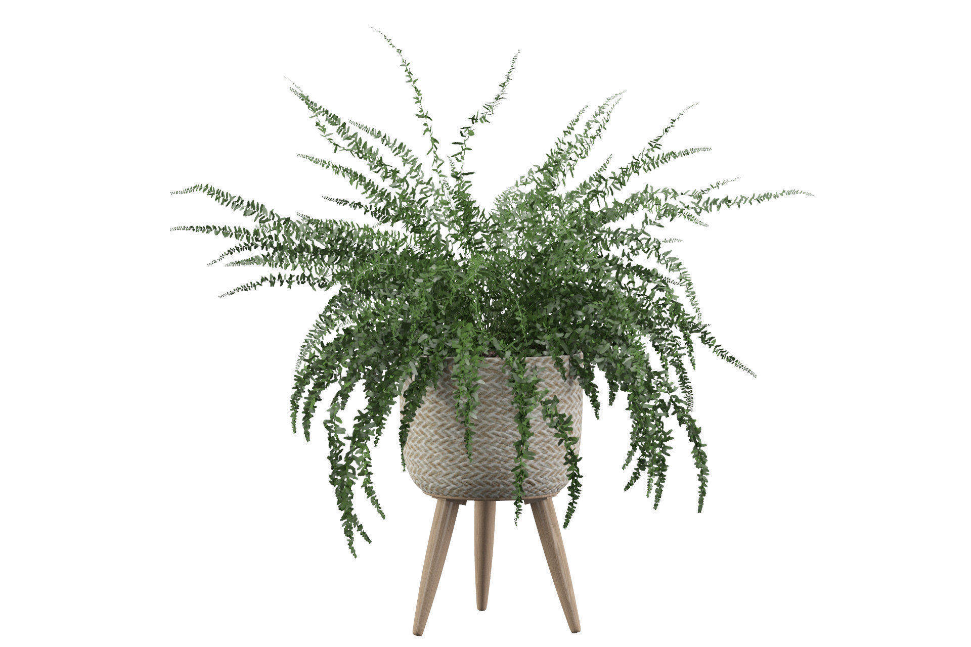 Fern in biedge pot 3D model_12