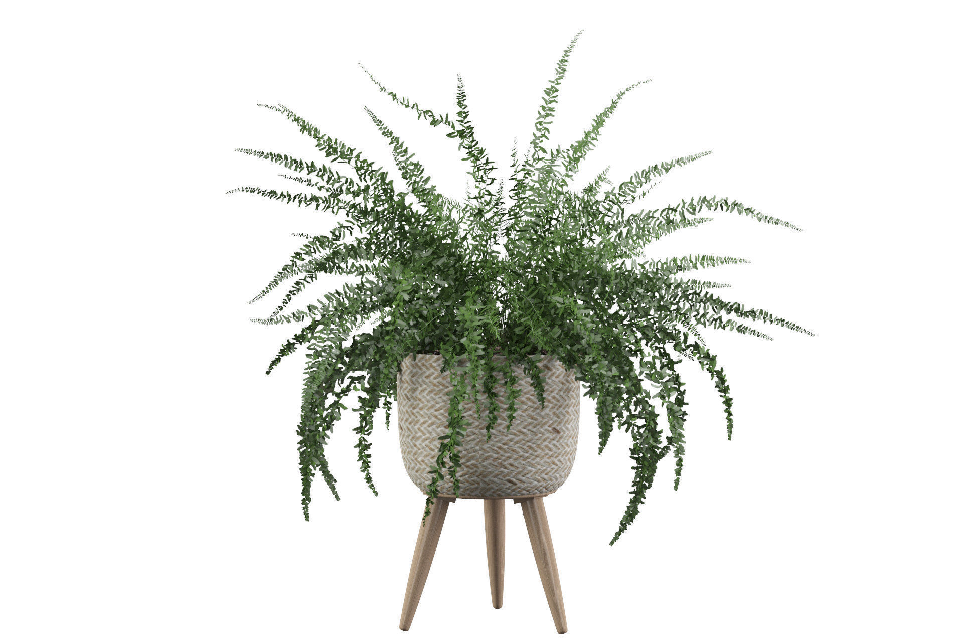 Fern in biedge pot 3D model_18
