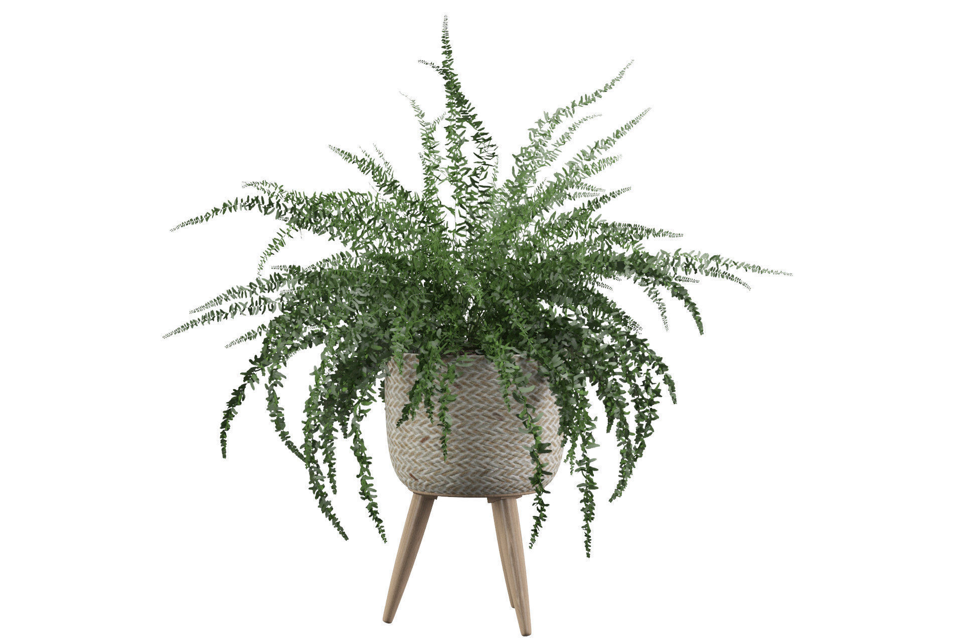Fern in biedge pot 3D model_28