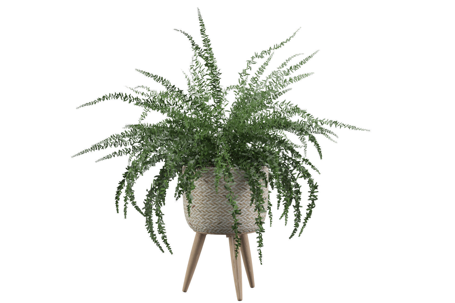 Fern in biedge pot 3D model_14