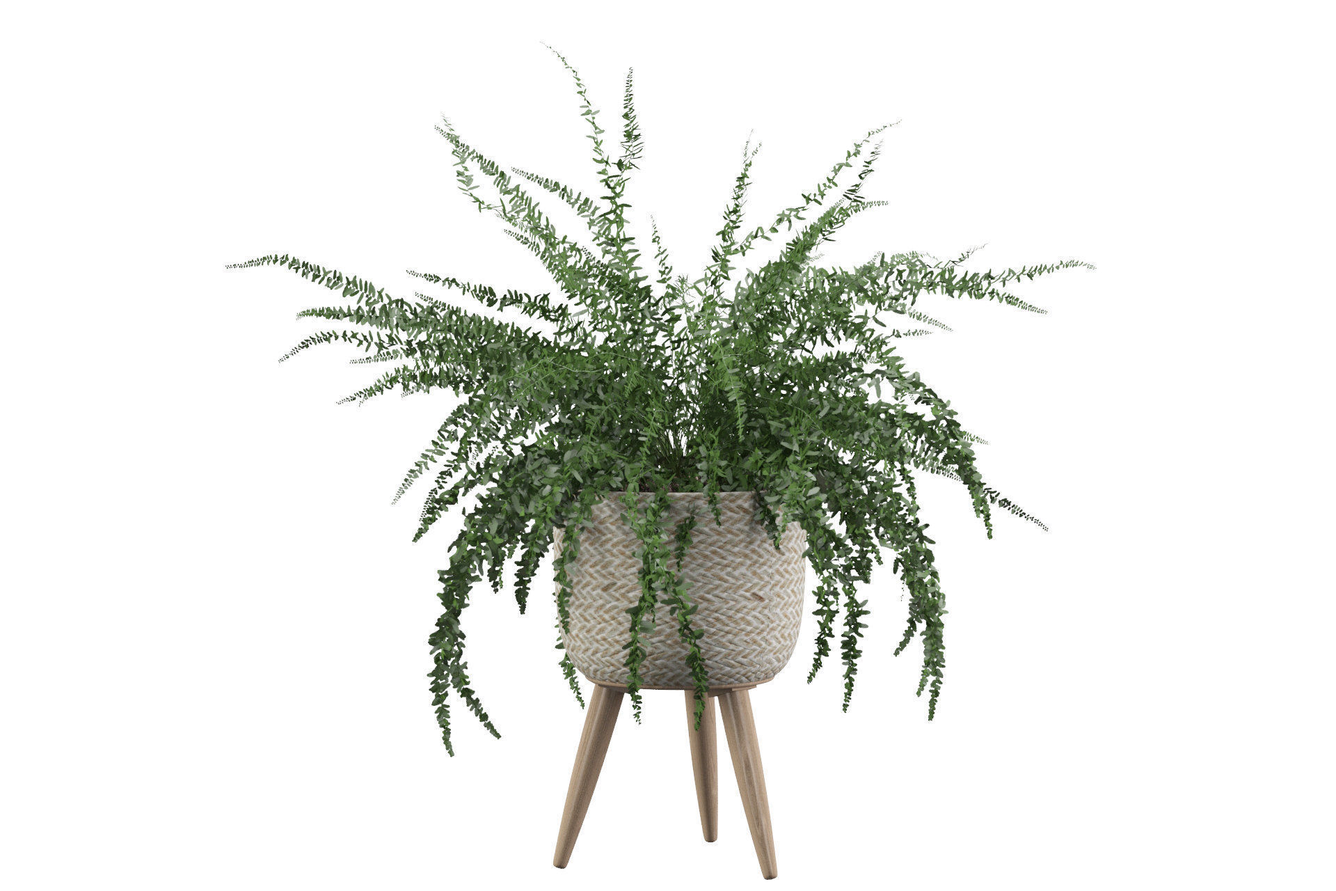 Fern in biedge pot 3D model_19