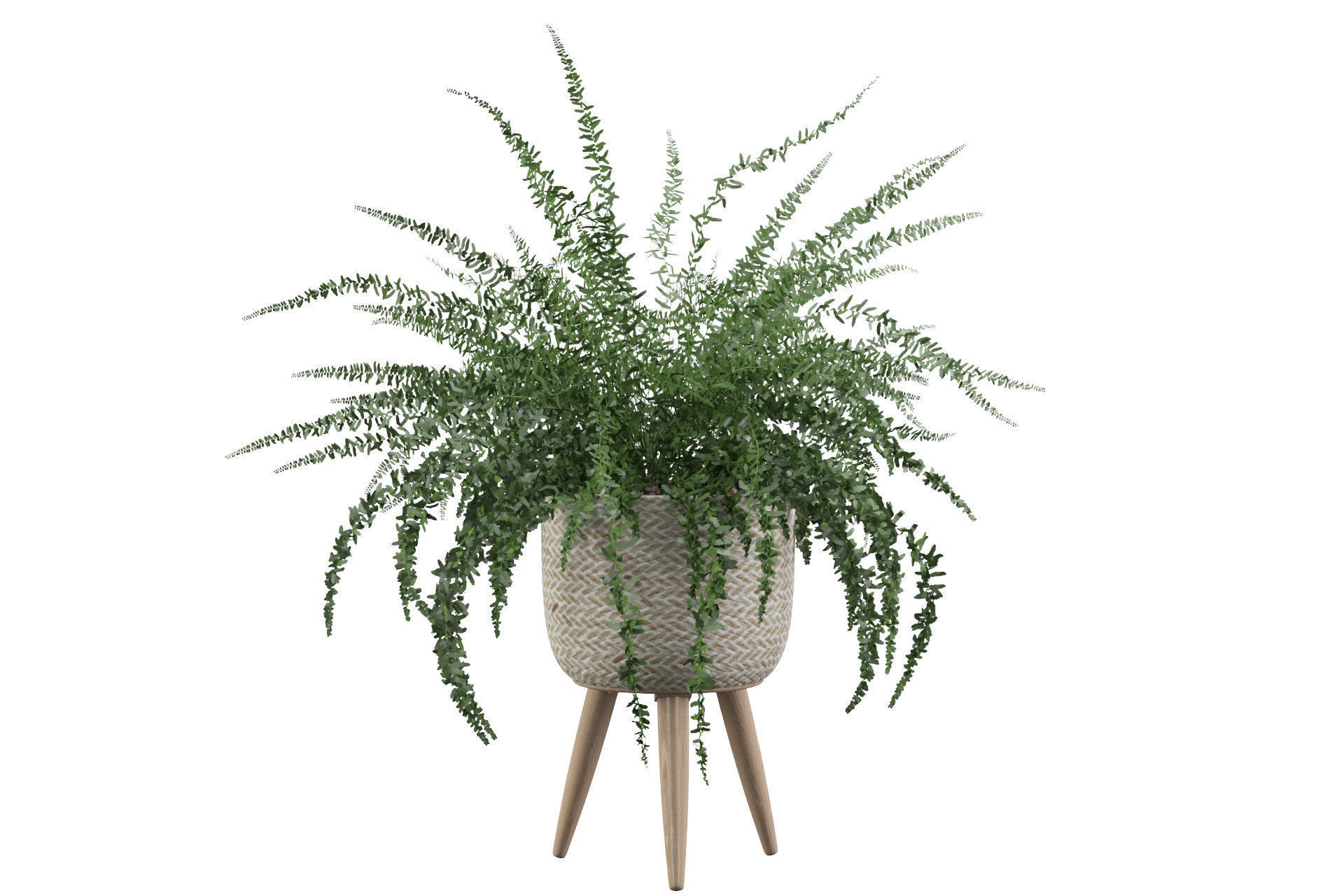Fern in biedge pot 3D model_16