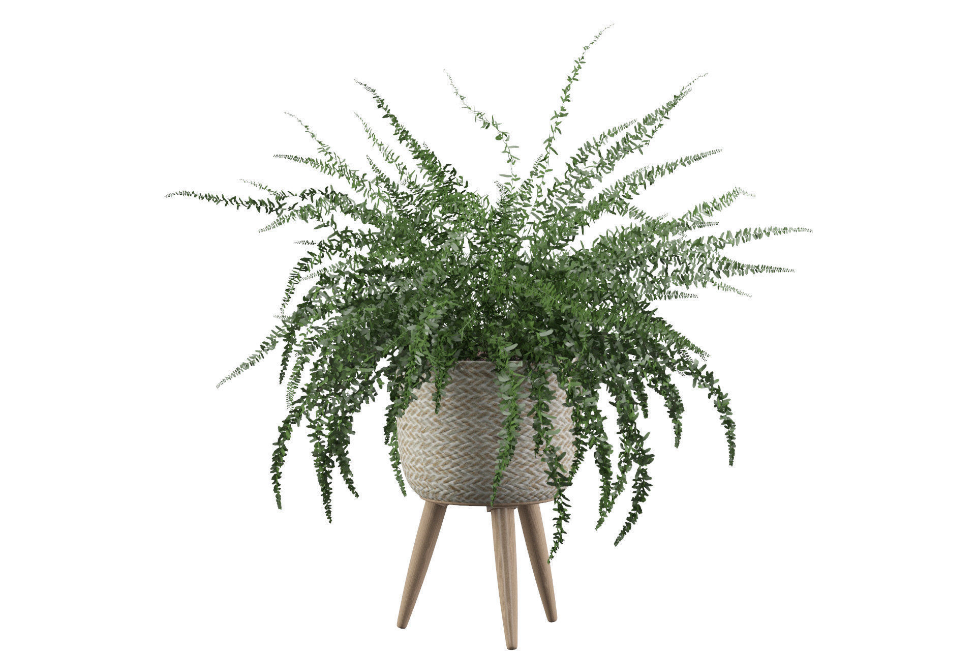 Fern in biedge pot 3D model_15