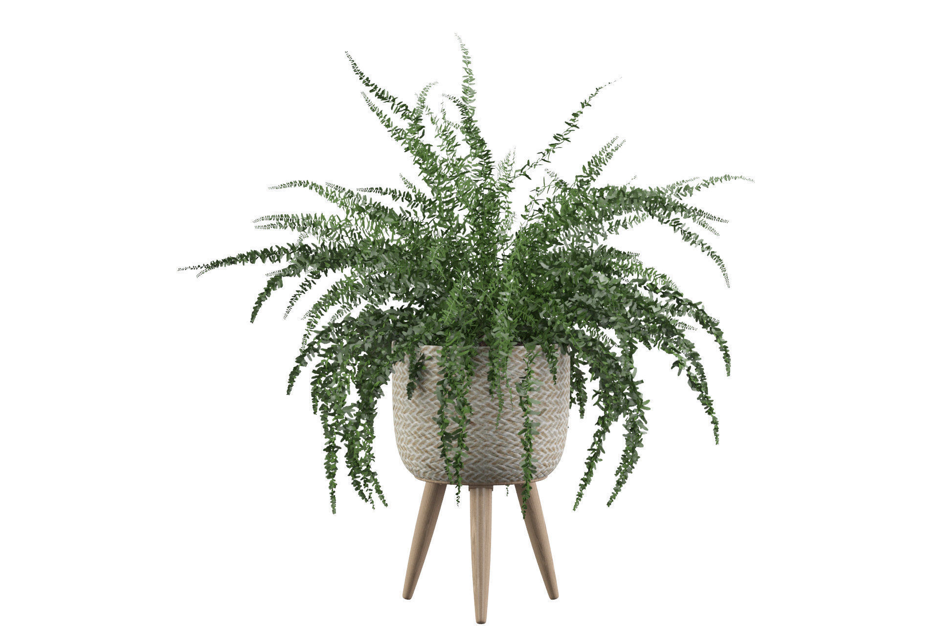 Fern in biedge pot 3D model_22