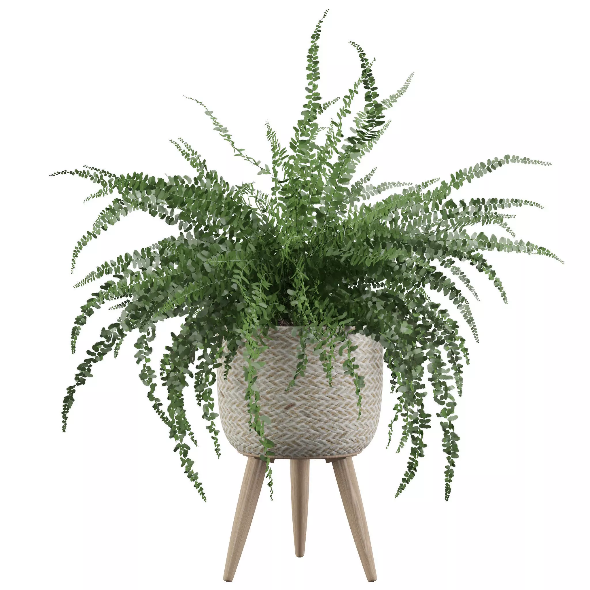Fern in biedge pot 3D model_0